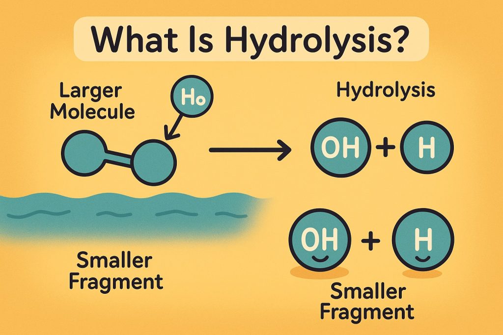 What Is Hydrolysis: Understanding the Breakdown of Molecules Through Water