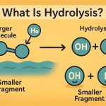 What Is Hydrolysis: Understanding the Breakdown of Molecules Through Water