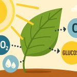 How Photosynthesis Works